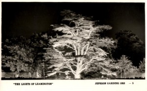 Lights of Leamington: The Cedar Tree